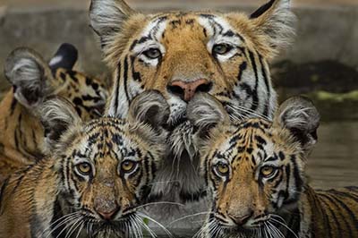 Wildlife photography