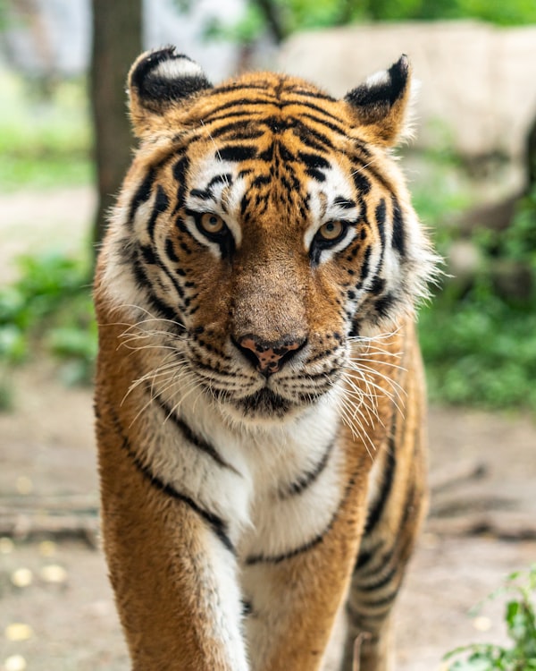 Tiger in Tadoba